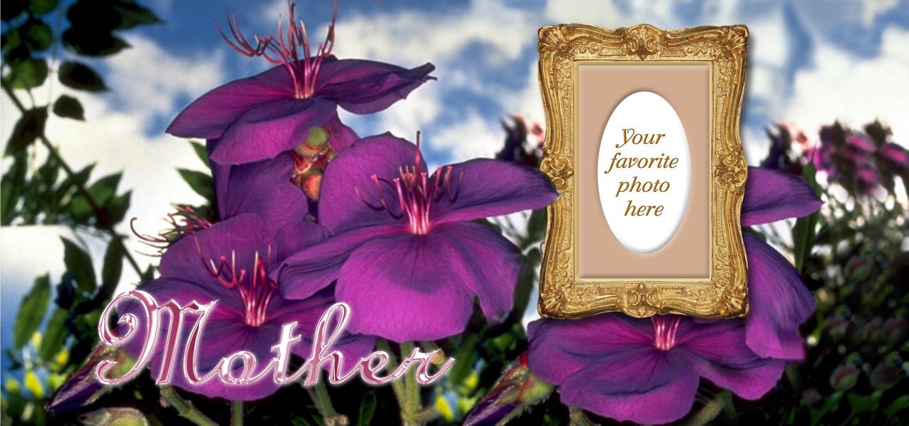 Purple Rosidea Mother